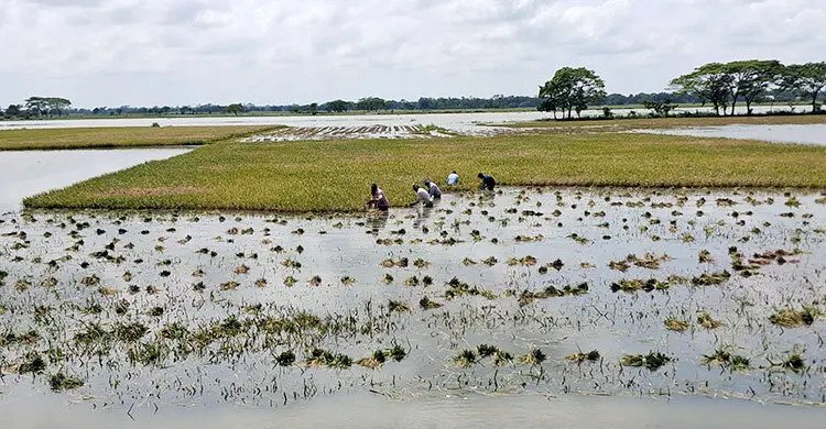 ক্ষতিগ্রস্ত কৃষকদের সহায়তার তালিকায় কৃষি কর্মকর্তার স্ত্রীর নাম!