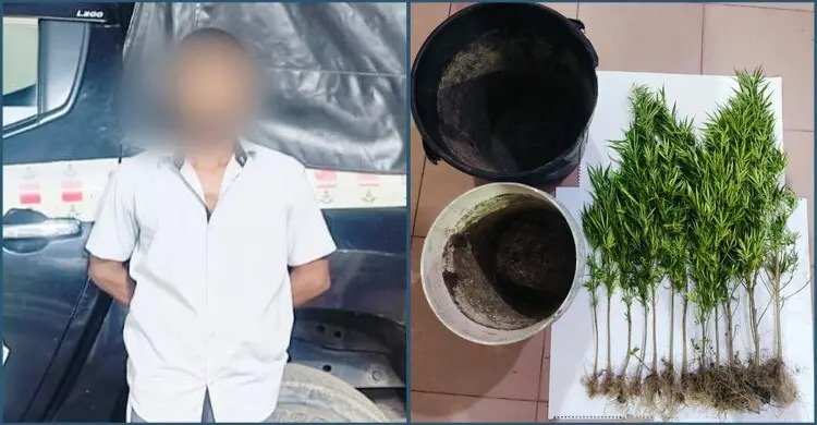 চালের ওপর টবে গাঁজা চাষ করছিলেন লোকমান, ধরা র‌্যাবের হাতে