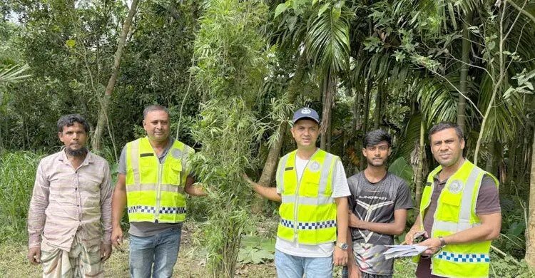 গ্রীনহাউজ পদ্ধতিতে গাঁজা চাষ, অভিযানের সময় ভারত পালালো বাবা-ছেলে